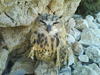 eagle owl on the wild nature of israel